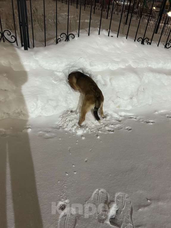 Собаки в Новосибирске: Белла, 1 год Девочка, Бесплатно - фото 5