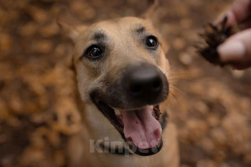 Собаки в Москве: Метис бельгийской овчарки Сиари в добрые руки  Девочка, 1 руб. - фото 3