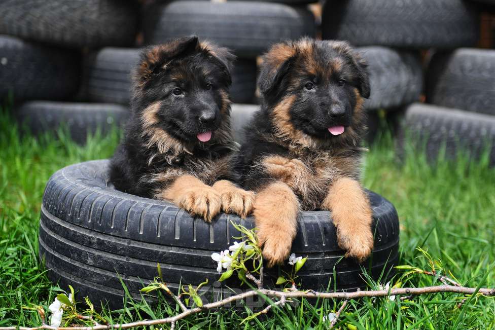 Собаки в Челябинске: Внуки двух Чемпионов Мира Девочка, 100 000 руб. - фото 6