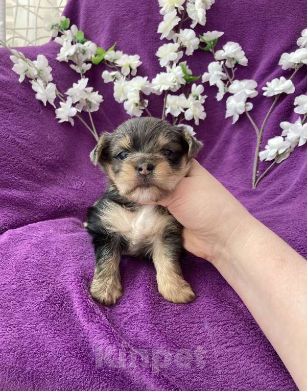 Собаки в Москве: Крупный йорк мальчик чёрный мрамор Мальчик, 60 000 руб. - фото 6