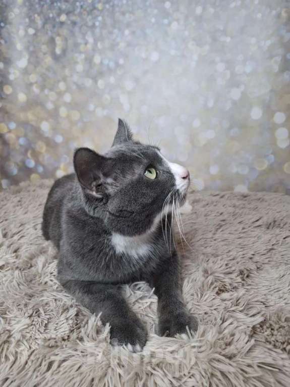 Кошки в Москве: Кот бело-голубого в добрые руки Мальчик, Бесплатно - фото 7