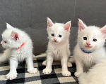 Кошки в Томске: Котята Мейн-кун Разнополые, 15 000 руб. - фото 9