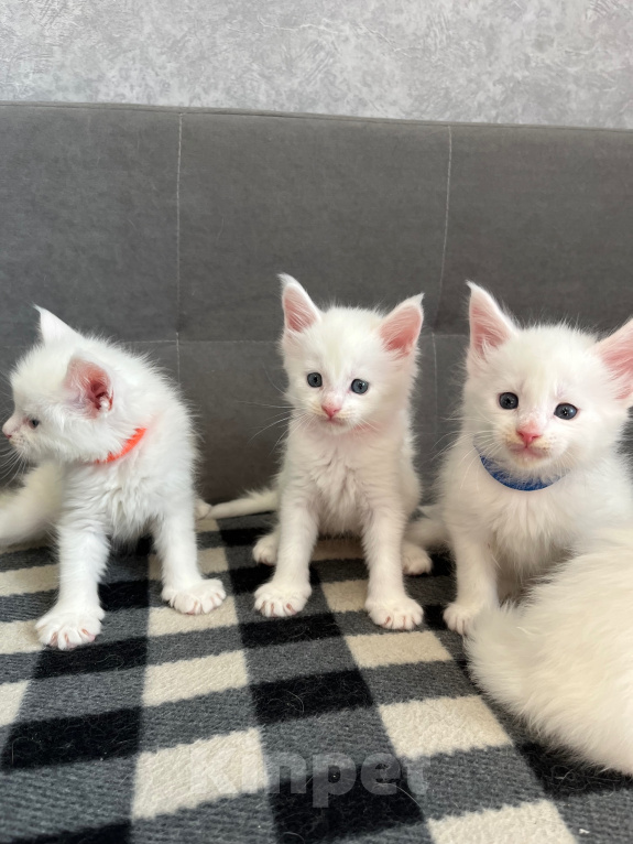 Кошки в Томске: Котята Мейн-кун Разнополые, 15 000 руб. - фото 9