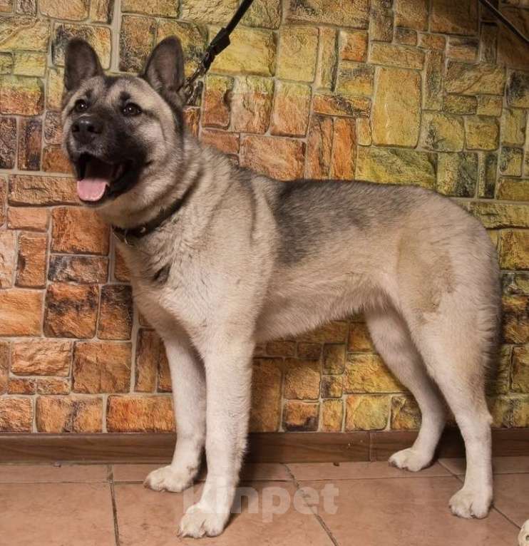 Собаки в Москве: Акита Лиза в добрые руки Девочка, 1 руб. - фото 6