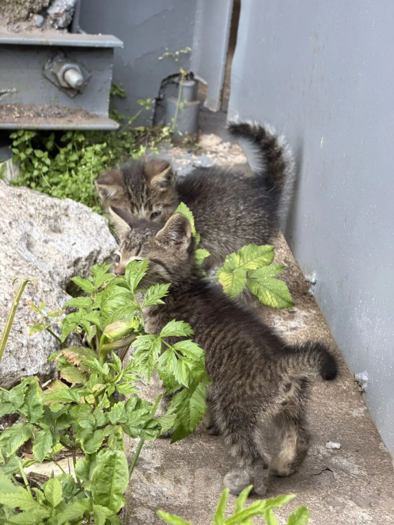 Кошки в Санкт-Петербурге: Котята со складов Мальчик, Бесплатно - фото 4