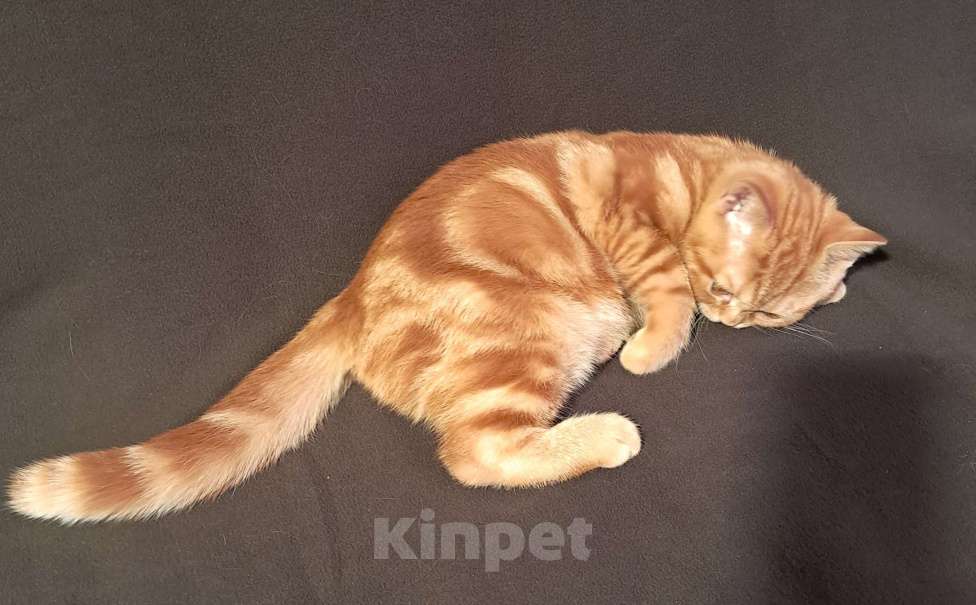 Кошки в Санкт-Петербурге: Шотландский котенок с документами. Мальчик, 28 000 руб. - фото 2