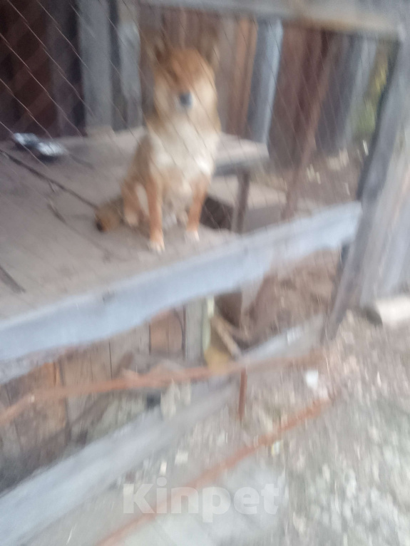 Собаки в Иркутске: Ceget Мальчик, Бесплатно - фото 2