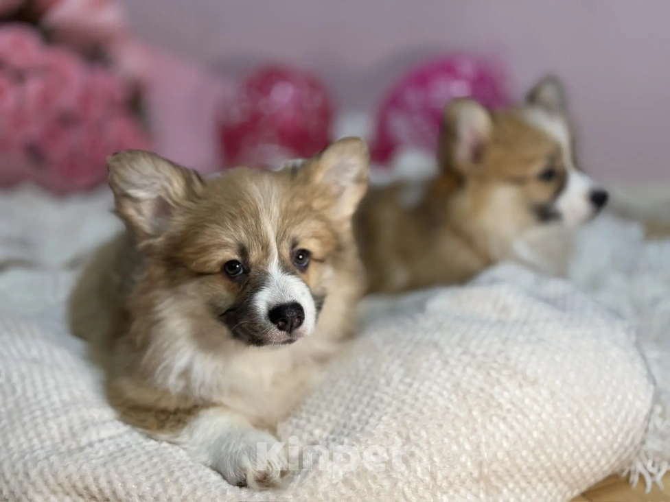 Собаки в Краснодаре: Вельш-Корги Пемброк Мальчик, 40 000 руб. - фото 5