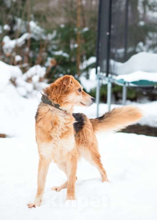 Собаки в Санкт-Петербурге: Мягкая и ласковая молодая собака Девочка, Бесплатно - фото 5