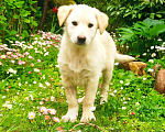 Собаки в Долгопрудном: Отдам щенка в добрые руки Девочка, Бесплатно - фото 1