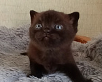 Кошки в Санкт-Петербурге: Британский котенок девочка черного окраса Девочка, 60 000 руб. - фото 4