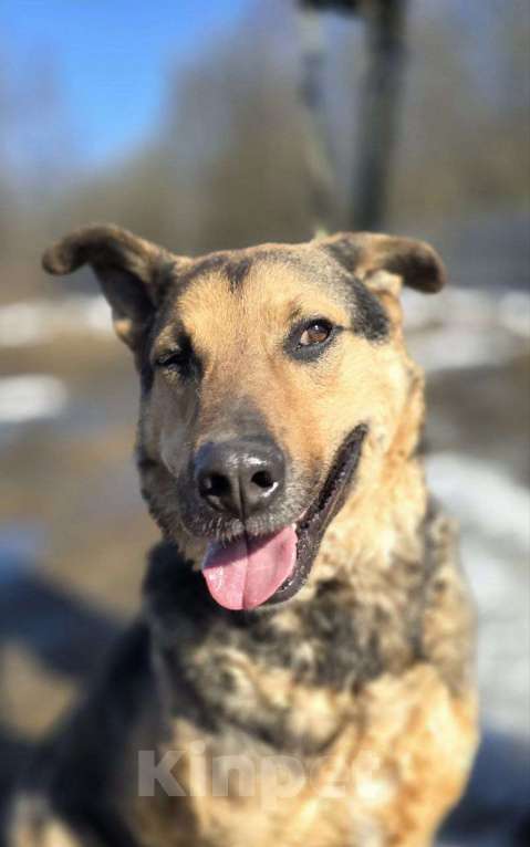 Собаки в Королеве: Очаровательный красавец Дилан разыскивает своего человека! Мальчик, Бесплатно - фото 8