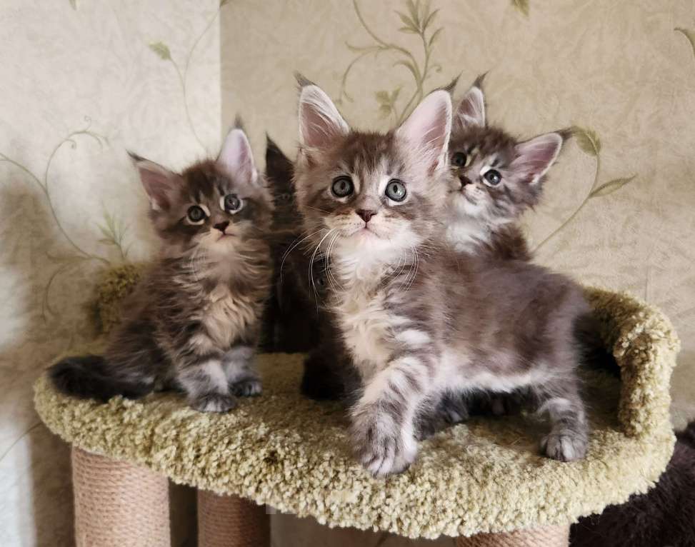 Кошки в Самаре: Котята Мейн-кун Разнополые, 20 000 руб. - фото 4