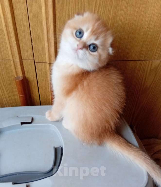 Кошки в Москве: Клубный котик фолд окрас nv12  Мальчик, 30 000 руб. - фото 2