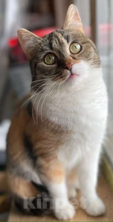 Кошки в Москве: Габи кошечка в добрые руки Девочка, Бесплатно - фото 2