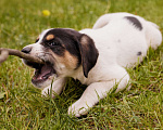 Собаки в Химках: чудесная Весточка в добрые руки   Девочка, Бесплатно - фото 9