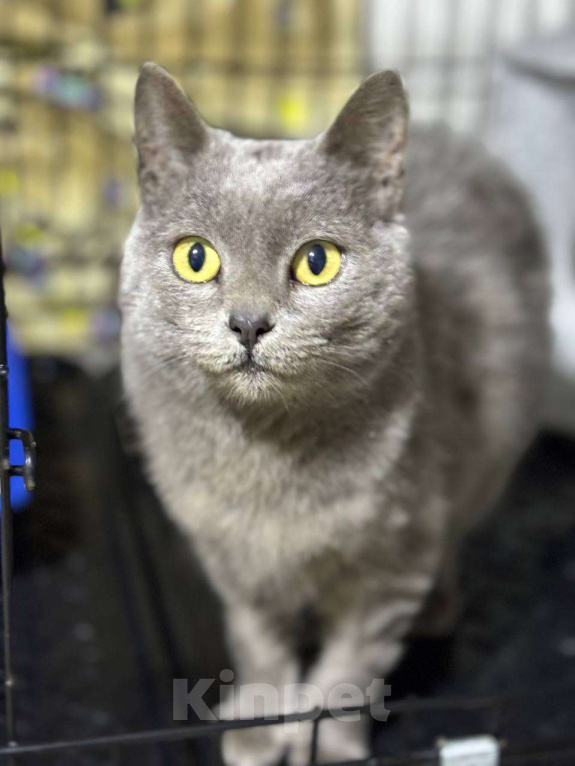 Кошки в Санкт-Петербурге: Чача ждёт семью Девочка, Бесплатно - фото 1