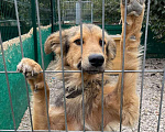 Собаки в Москве: Безя Мальчик, Бесплатно - фото 4