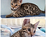 Кошки в Екатеринбурге: Бенгалькие котята (девочки) Девочка, 20 000 руб. - фото 2
