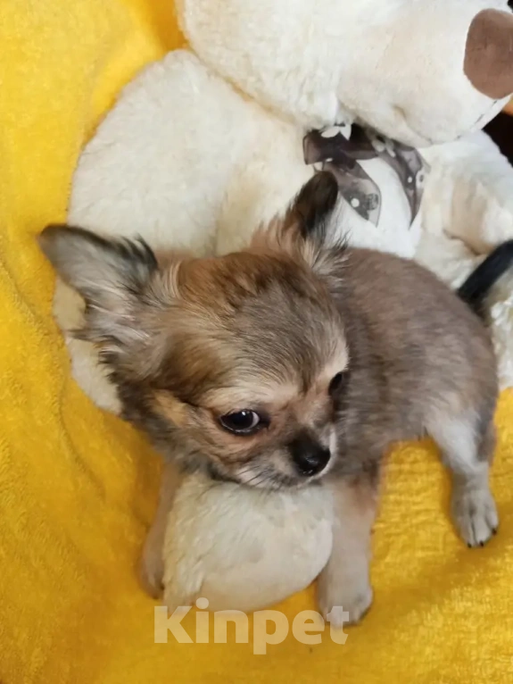 Собаки в Волгограде: Девочка соболиного окраса Девочка, 40 000 руб. - фото 3