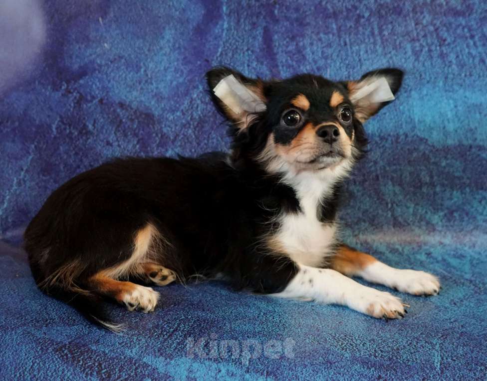 Собаки в Санкт-Петербурге: Давид трехколорный Мальчик, 40 000 руб. - фото 3