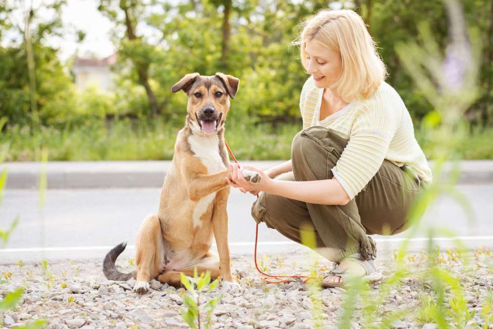 Собаки в Москве: Лакоста, небольшая молодая общительная ласковая девочка Девочка, Бесплатно - фото 10