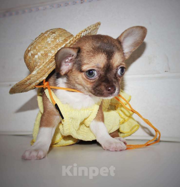 Собаки в других городах Ленинградской области: Продается щенок чихуахуа Девочка, 40 000 руб. - фото 5