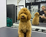 Собаки в Москве: Той пудель Мальчик, 130 000 руб. - фото 2