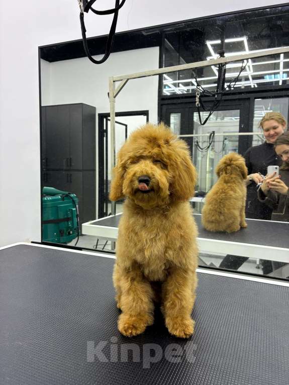 Собаки в Москве: Той пудель Мальчик, 130 000 руб. - фото 2