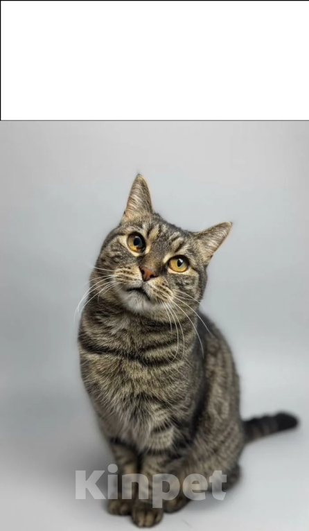 Кошки в Санкт-Петербурге: Кошечка ищет Своего Человека Девочка, Бесплатно - фото 2