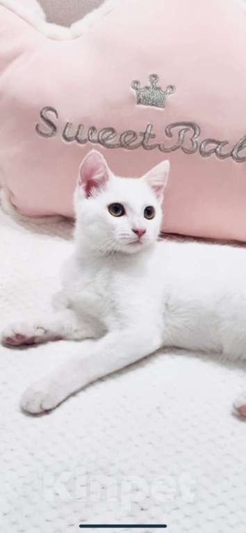 Кошки в Москве: Котёнок  Мальчик, 6 000 руб. - фото 6