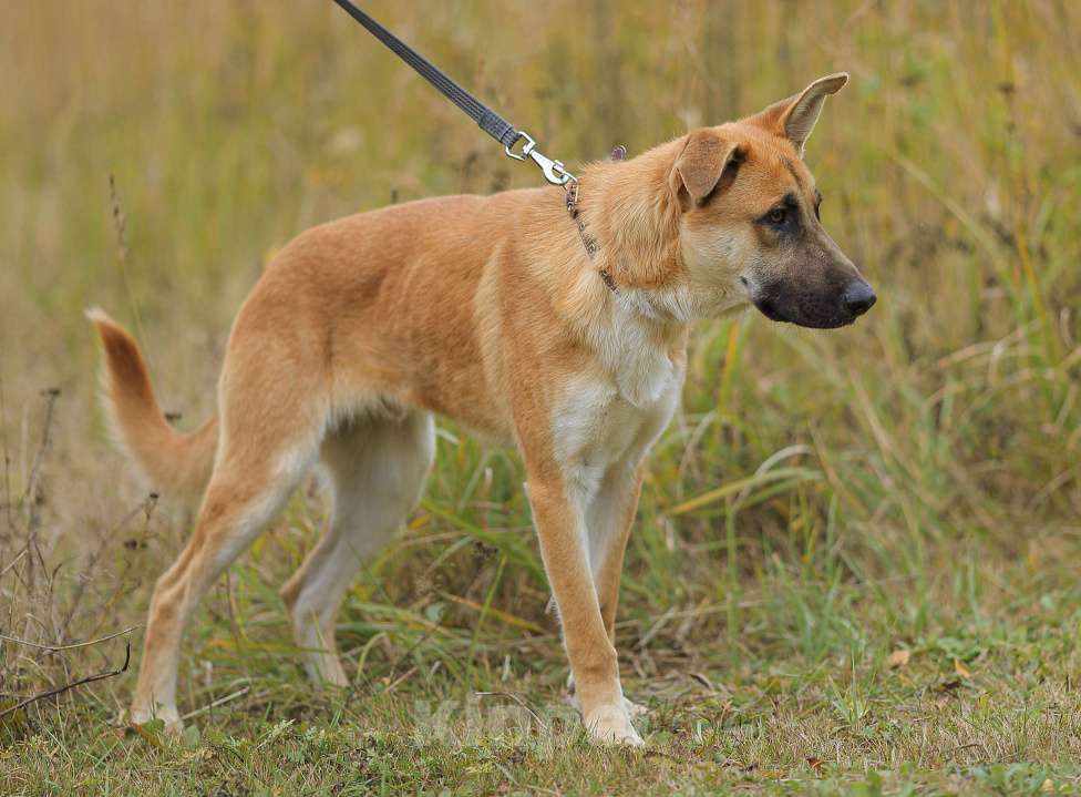 Собаки в Москве: Парень не для приюта Мальчик, Бесплатно - фото 5