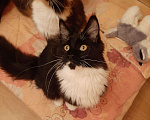 Кошки в Оленегорске: Мейн кун котик, 18 000 руб. - фото 6