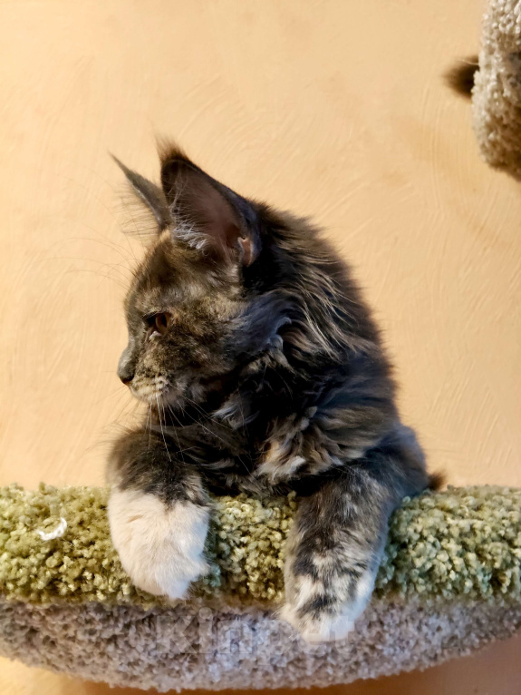 Кошки в Санкт-Петербурге: Нежная девочка - "мамина дочка" Девочка, 25 000 руб. - фото 3