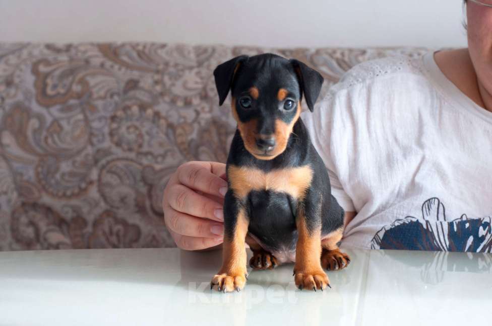 Собаки в Набережных Челнах: Щенок цвергпинчера Девочка, Бесплатно - фото 4