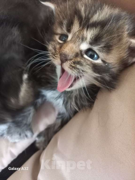 Кошки в других городах Ленинградской области: Мей-куны полидакты - котята в &quot; руковичках&quot; Мальчик, 45 000 руб. - фото 8