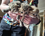 Кошки в Москве: Шотландские вислоухие котята Разнополые, 15 000 руб. - фото 6