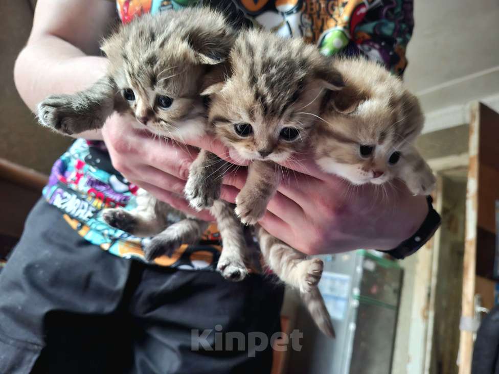 Кошки в Москве: Шотландские вислоухие котята Разнополые, 15 000 руб. - фото 6