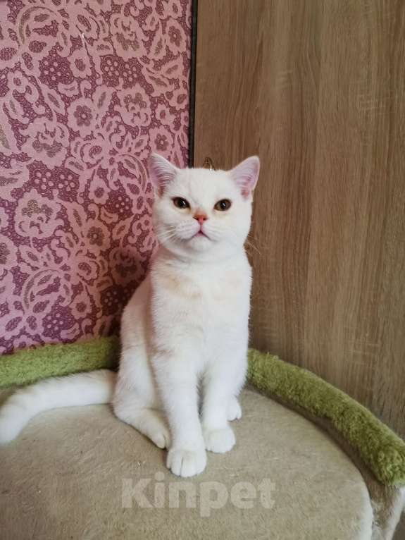 Кошки в Москве: Британские котята  Мальчик, 10 000 руб. - фото 3