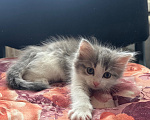Кошки в Воронеже: Котенок Девочка, 500 руб. - фото 4