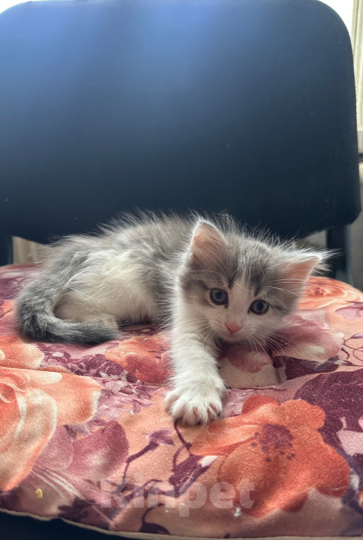 Кошки в Воронеже: Котенок Девочка, 500 руб. - фото 4