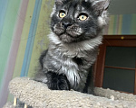 Кошки в Санкт-Петербурге: Котята Мейн-кун Девочка, 30 000 руб. - фото 6