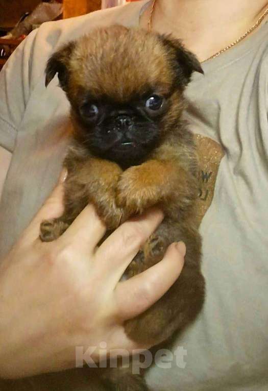 Собаки в Москве: Миниатюрная девочка пти-брабансон Девочка, 55 000 руб. - фото 1