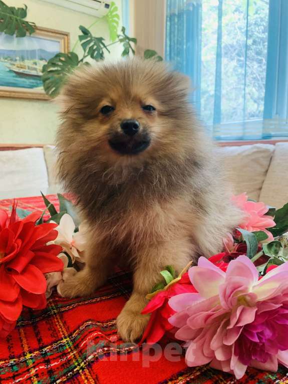 Собаки в Алупке: Щенок померанского шпица Мальчик, 20 000 руб. - фото 3