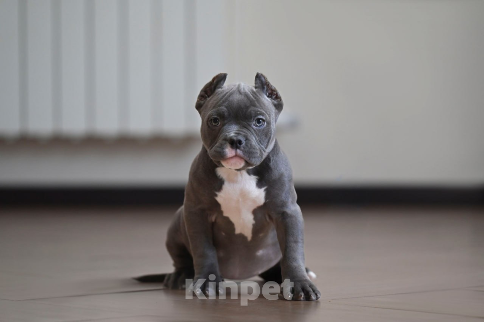 Собаки в Москве: Американский Булли Девочка, 70 000 руб. - фото 1