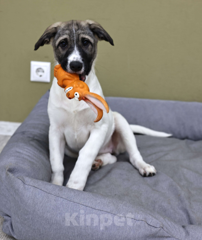 Собаки в Москве: Щенок бесплатно Москва Девочка, Бесплатно - фото 2