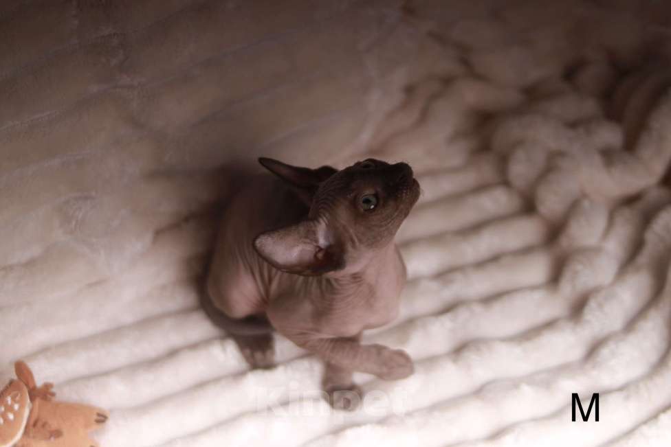 Кошки в других городах Московской области: Продаю котят канадского сфинкса Мальчик, 25 000 руб. - фото 5