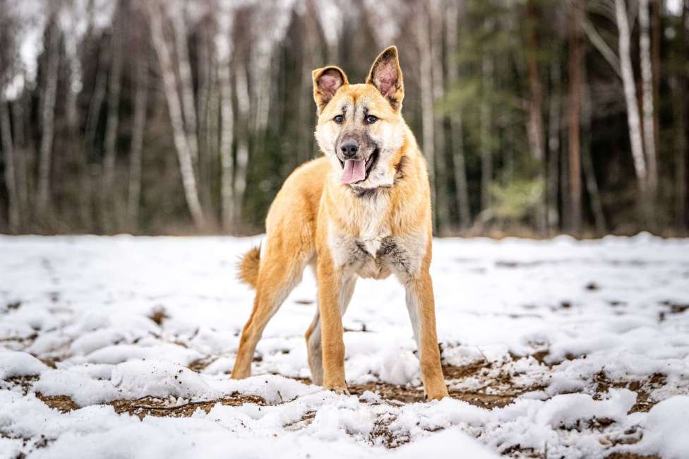 Собаки в Клине: Хорт — серьёзный парень Мальчик, Бесплатно - фото 4