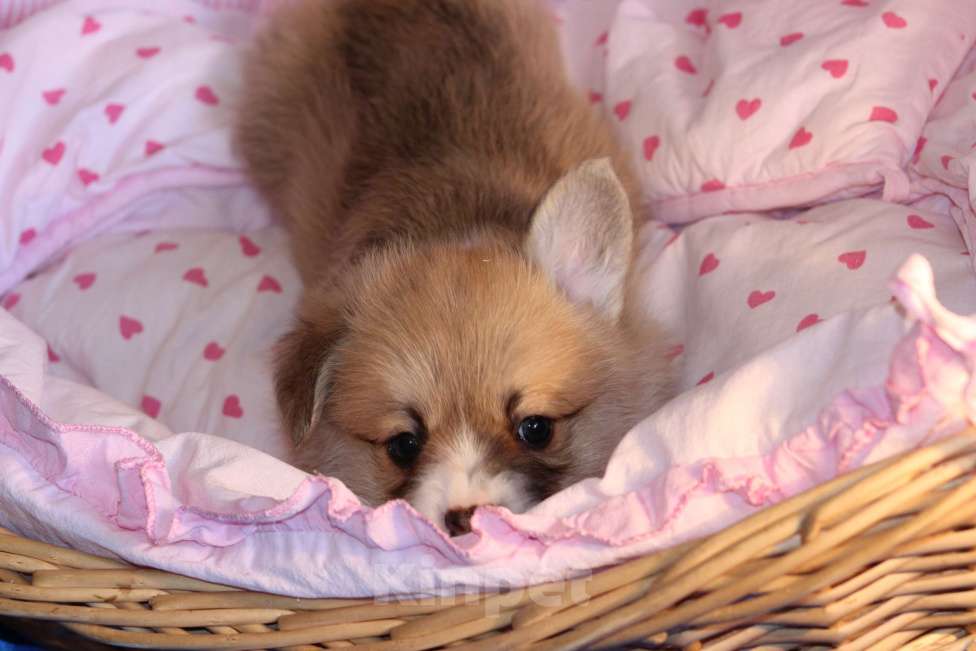 Собаки в Москве: Вельш корги пемброк щенки Мальчик, 50 000 руб. - фото 4