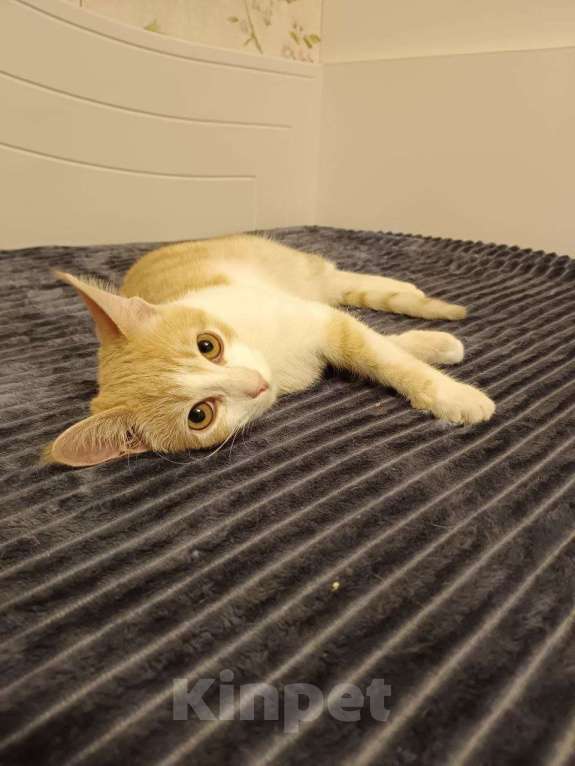 Кошки в Санкт-Петербурге: Рыжий котенок Ваня Мальчик, Бесплатно - фото 2